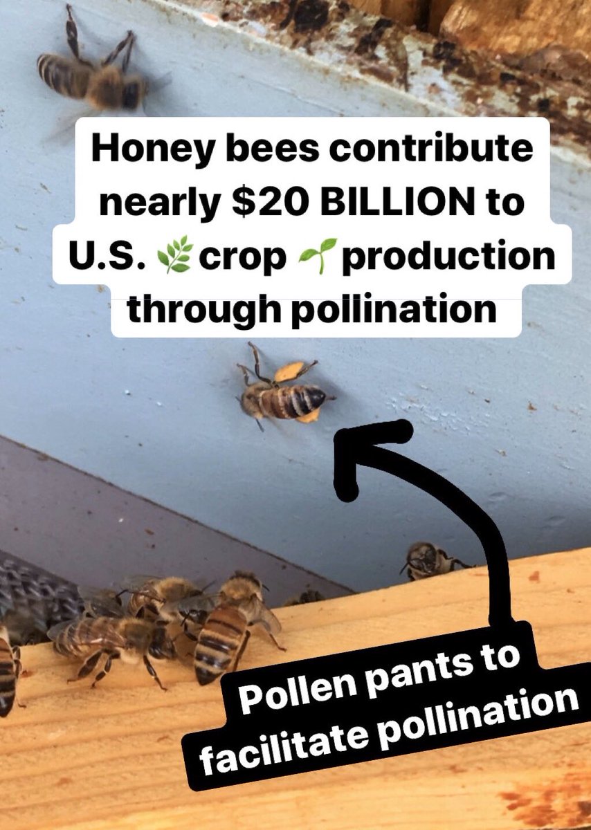 HiveLend tweet media