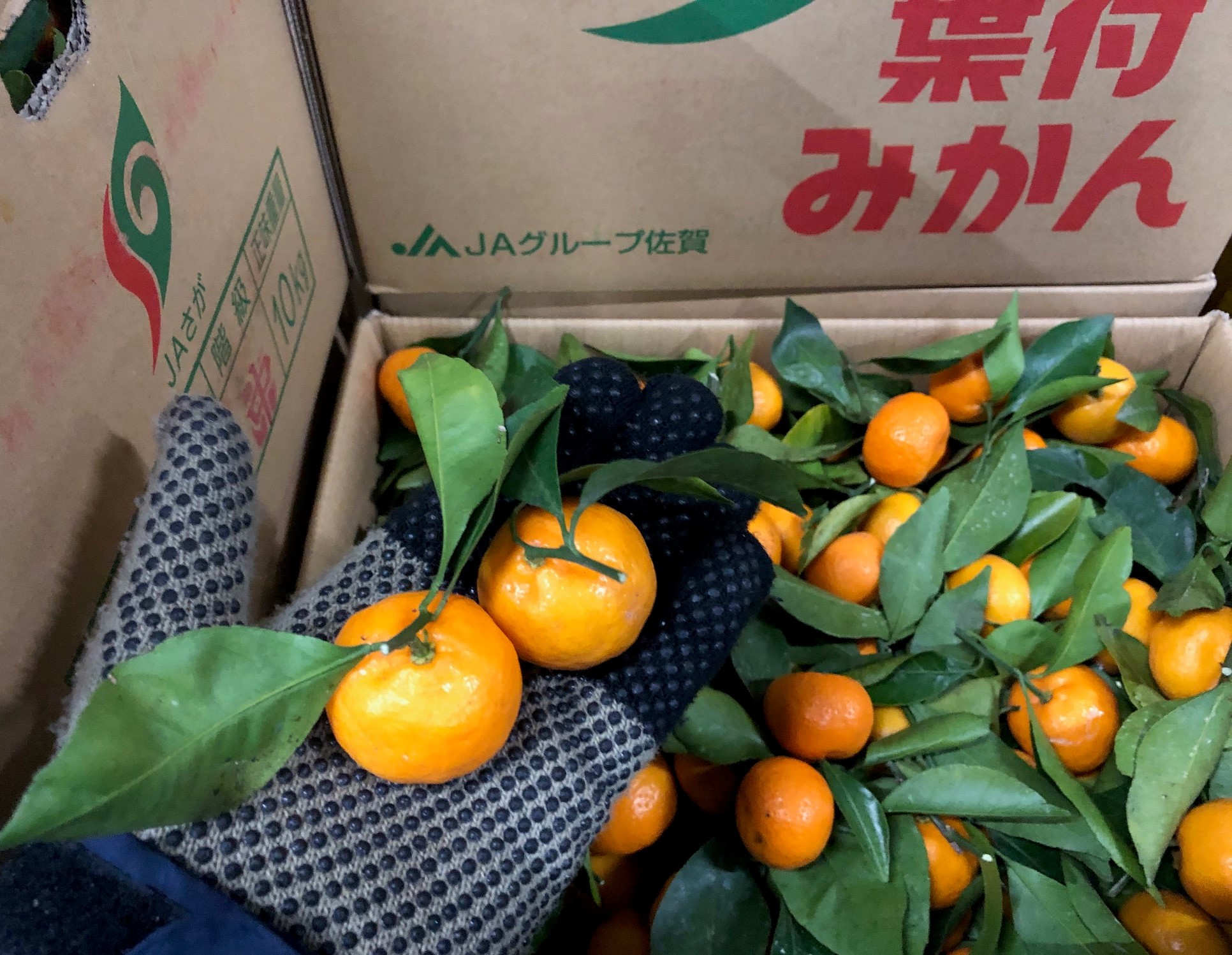 青森合同青果 お正月商材として今の時期だけ出回るのが 葉付みかん みかんは次々と新しい葉 が生え一年中葉を茂らせる常緑性果樹 真冬でも青々とした葉をつけた葉つきみかんは生命力を象徴する縁起物と言われています 鏡餅のお飾りにされることが多い