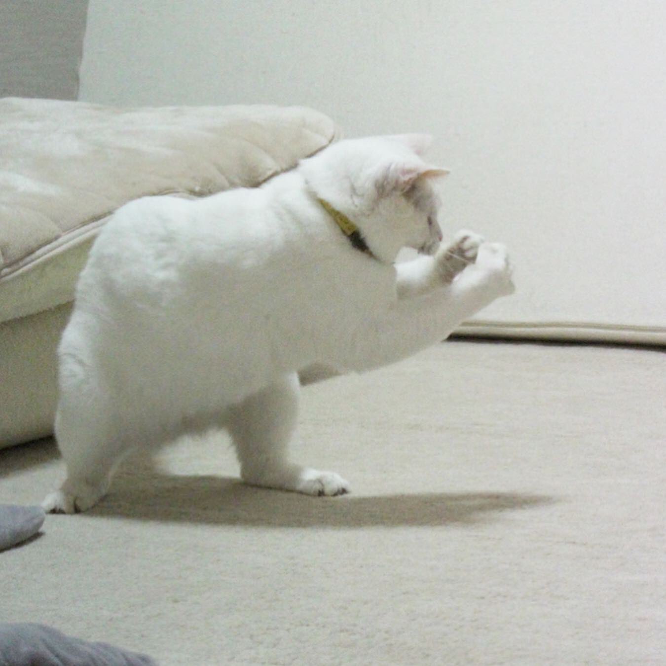 お やんのか まるで人間のようなファイティングポーズを決めるネコwww えのげ お やんのか まるで人間のようなファイティングポーズを決めるネコwww えのげ