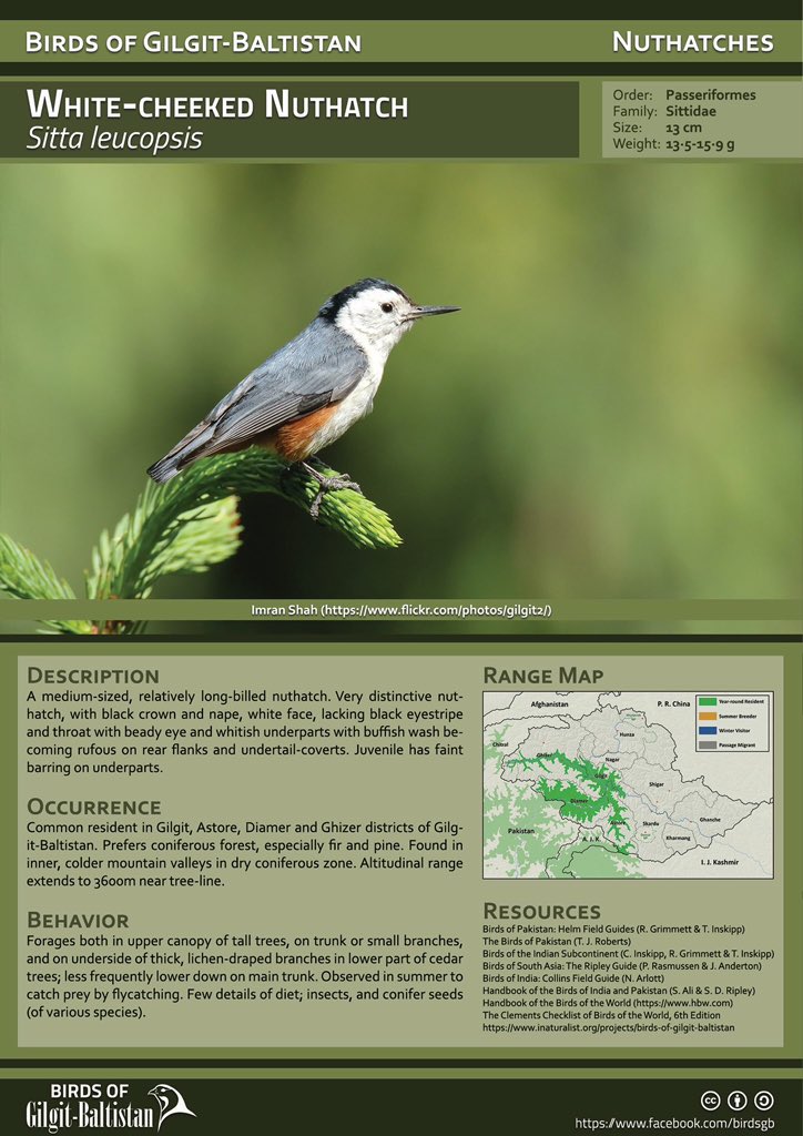 adnan_shah's tweet photo. White-cheeked Nuthatch (Sitta leucopsis)

Order: Passeriformes
Family: Sittidae
Size: 13 cm
Weight: 13·5-15·9 g
For more details 👇🏼
Birds of Gilgit-Baltistan (https://t.co/7BIaQdElUA).  #birdsofinstagram #birdwatching #birding #BirdRecap2019 #birdphotography #NaturePhotography https://t.co/ENXi1IKy1l