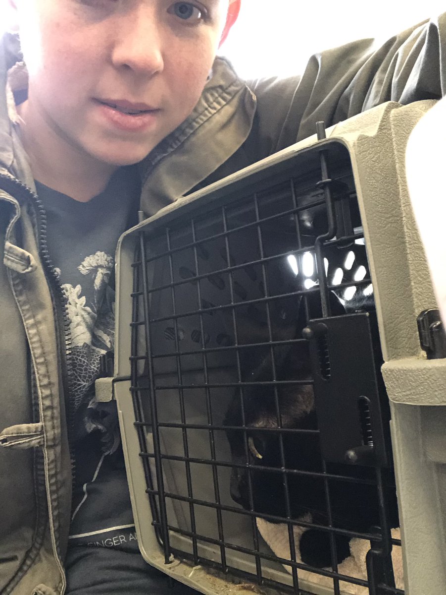 aragornsgirl's tweet photo. Today was rabies vaccine day, and this furball is starting her own New Year's diet. Too chonky for her own good. #Clawdine https://t.co/glA5emoqgx