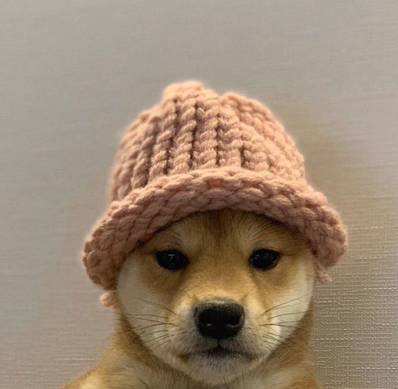 WydMatrix's tweet image. 50 retweets and I’ll join #dogwifhatgang