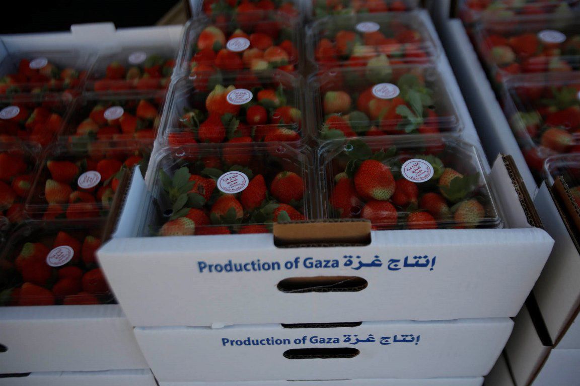 178kakapo's tweet photo. @UN #Palestine' strawberry and international community never forget #Gaza 👍
@UN
#OpenGaza
#StandUp4Gaza
#WorldWithGaza
#Freedom4Palestinians🇵🇸
❝
Strawberry harvest in Gaza https://t.co/gR14UCQzyi
v. @ Timesofgaza/ Dec. 28, 2019