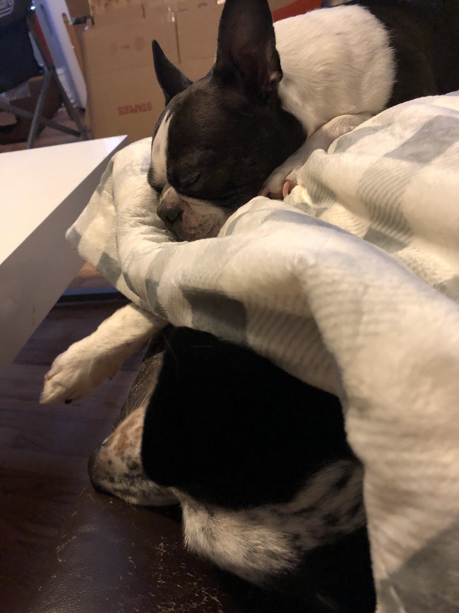Photos of two dogs sleeping on top of each other on a couch.