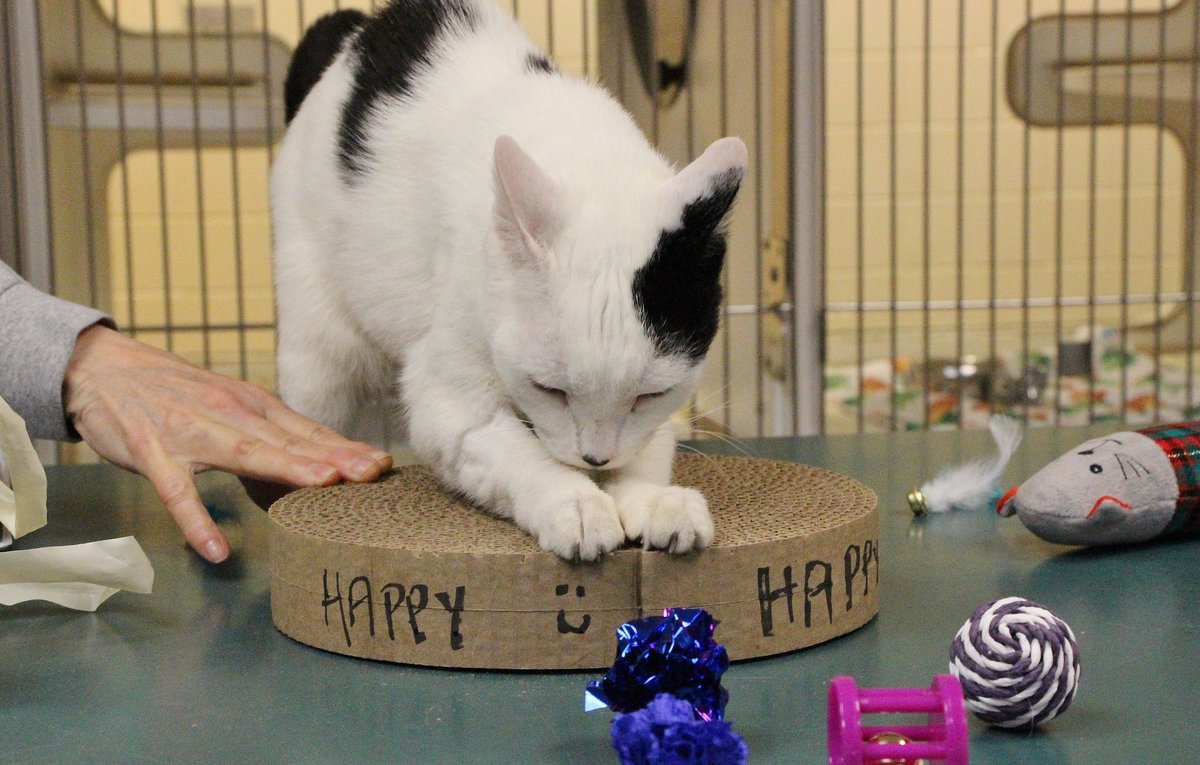 cthumane's tweet photo. Happiness is....a new cardboard scratcher toy. #CatCondos #CatFun #Playtime #CThumane https://t.co/buXlaXZVuB