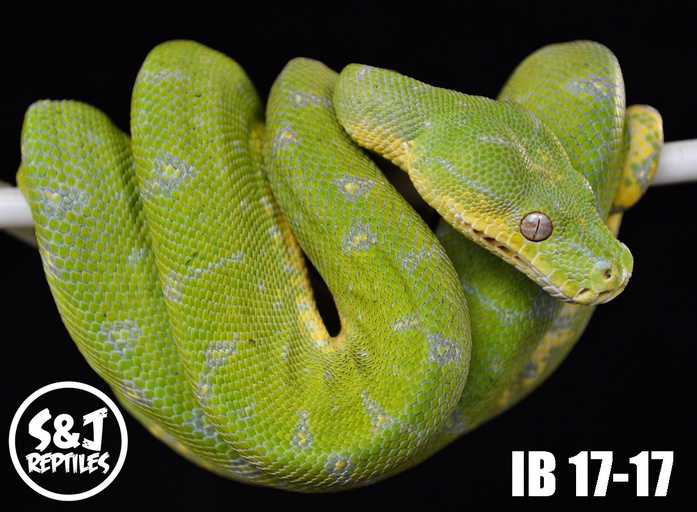 MorphMarket's tweet photo. USCBB AAMM (Merauke/Wamena) X Aru Green Tree Python by S&amp;J Reptiles, $1700 #treepythons #herps #pet #reptile #pets https://t.co/1dKQuN8ZBt https://t.co/oDKsusF2CU