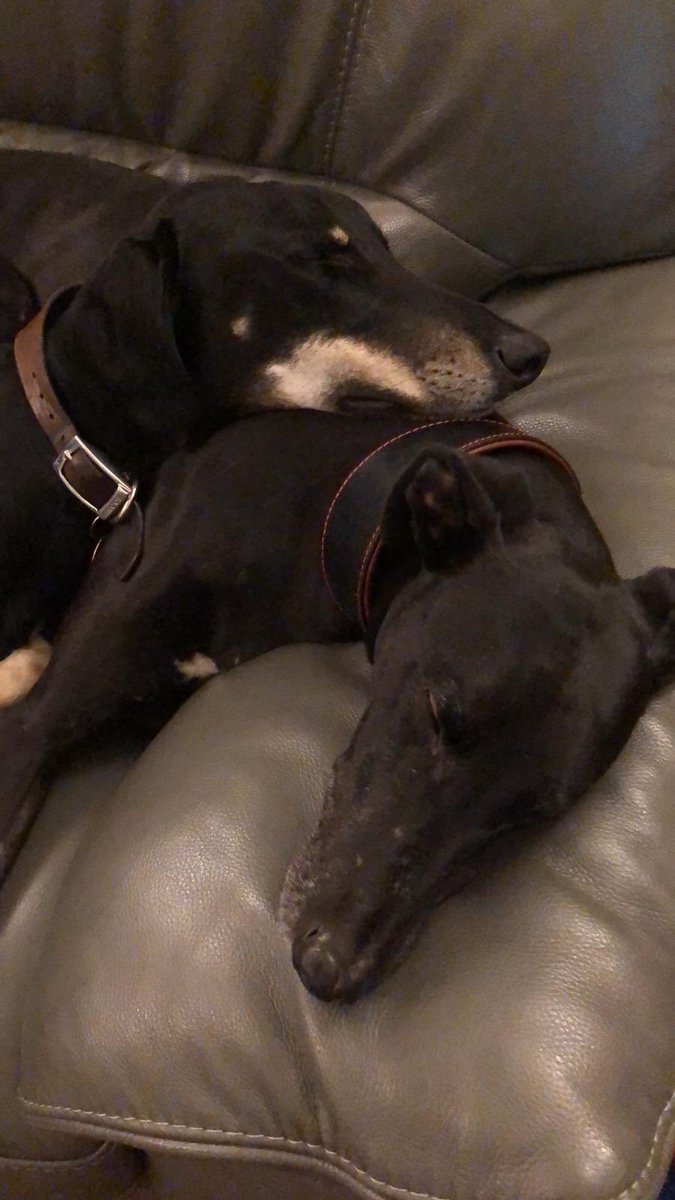 Ralphy_boy1's tweet photo. Today’s my gotcha day 🥳🥳🥳🥳 spent three day chilling with my buddy max https://t.co/eP6I6QaIIb