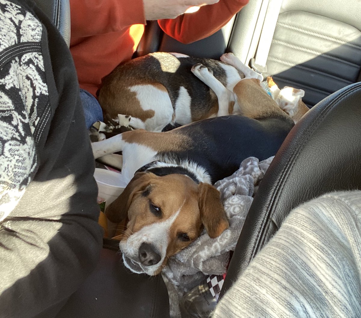 remmydbeagle's tweet photo. 14 hour Christmas road trip with the best Beags❤️ https://t.co/kBMquupOMd