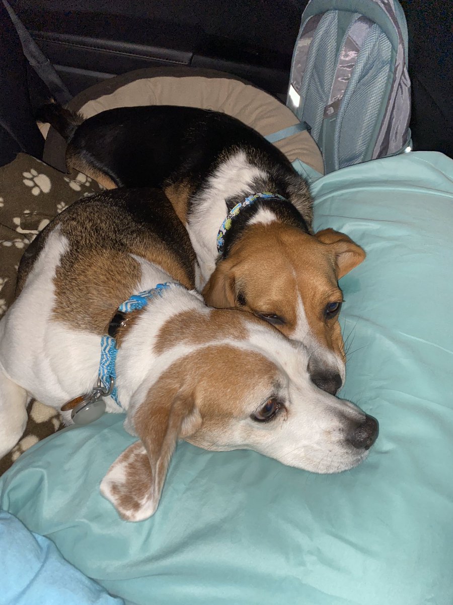 remmydbeagle's tweet photo. 14 hour Christmas road trip with the best Beags❤️ https://t.co/kBMquupOMd