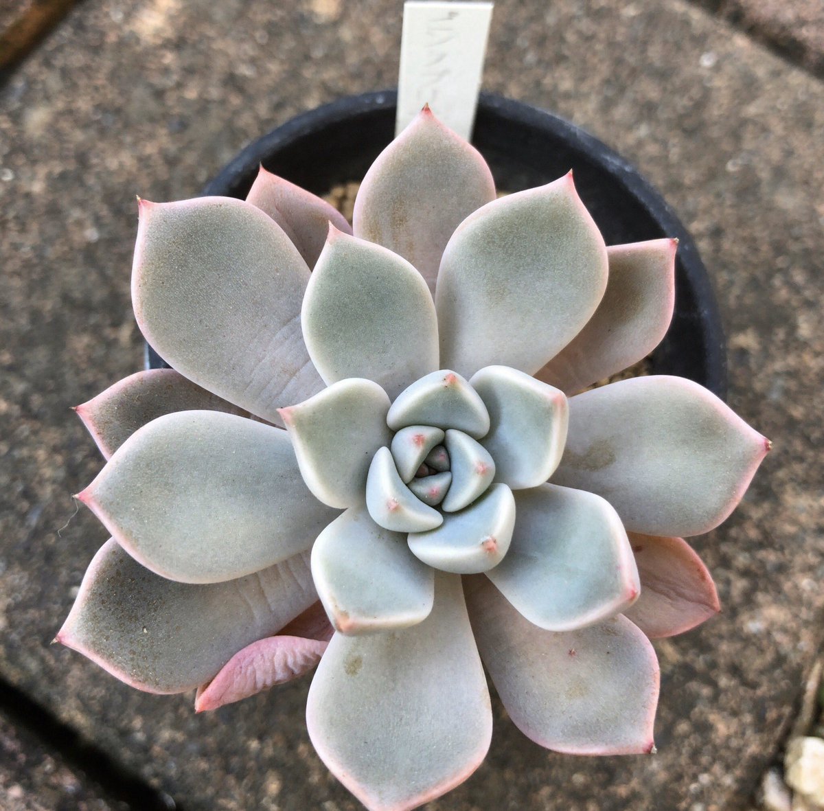 カブトガニジョン Graptoveria Pink Pretty グラプトベリア ピンクプリティ もうちょっとピンク色に なるのだが It Should Be A Little More Pink 多肉植物 グラプトベリア Succulent Graptveria T Co 7sctffud2g カブトガニジョン Graptoveria Pink Pretty グラプトベリア ピンクプリティ もうちょっとピンク色に なるのだが It Should Be A Little More Pink 多肉植物 グラプトベリア Succulent Graptveria T Co 7sctffud2g