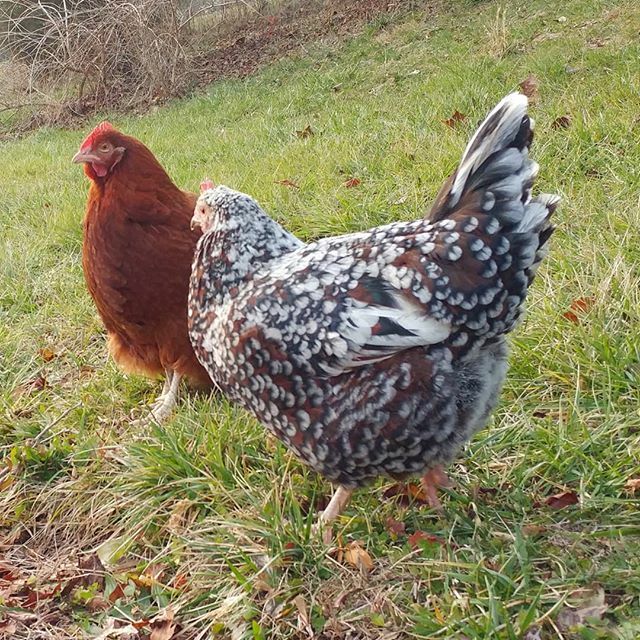 PamsBackyard's tweet photo. These two are loving our 60 degree temperatures and so am I.  Winter please stay away! #pamsbackyardchickens #newhampshirechicken #speckledsussex #fluffybutt #fluffybuttfriday #fluffybutts #hens #hensofinstagram #henstagram #backyardflock https://t.co/AF7SWNhPmL https://t.co/kwsMdl3K4x