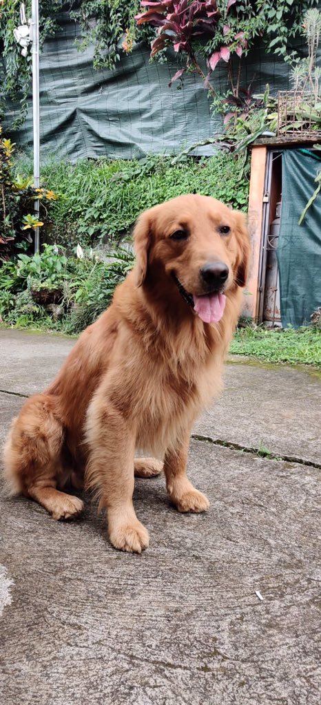 A mi abuelita se le perdió este perro en San Pedro de Barva, Heredia. Se asustó por la pólvora de los vecinos en navidad, se fue y no lo hemos podido encontrar. Responde al nombre “Canelo”.

Porfa RT para que aparezca y mi abuela pueda recibir el año con la familia completa :(