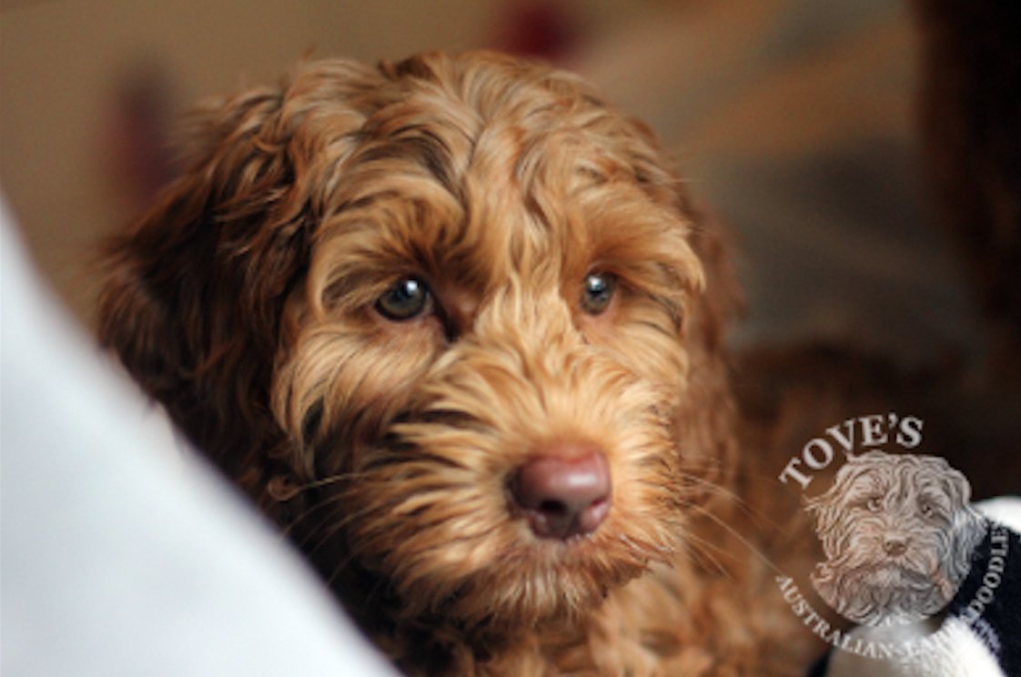 Labradoodles_T's tweet photo. Uuden vuoden juhlaan rentoutumismusiikkia koirille 🐾 https://t.co/V0NnoNlAXT #NowPlaying #MusicForDog #RelaxingMusic https://t.co/ymhEU7j4hE