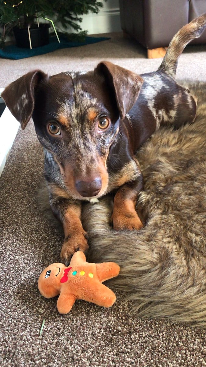 JennyTinmouth's tweet photo. Just Sprocket and his little gingerbread man 😁 (thanks to Brad) #lovesit #bitcute #sprocket #dog 🎄 https://t.co/ttNNLSW6sN