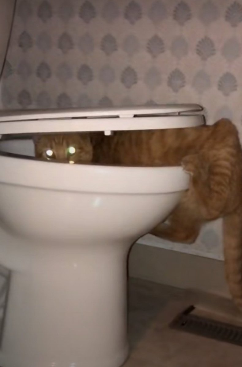 SpeedwayFranco's tweet photo. Investor friendly cat. https://t.co/qRUxpb6M9F