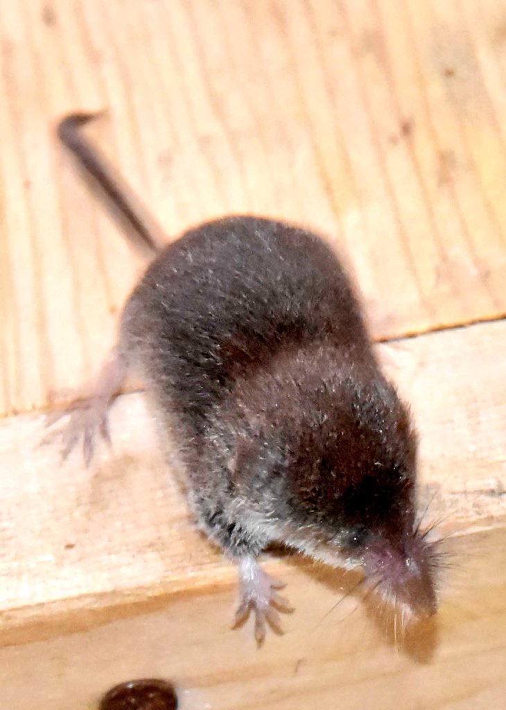 bokutogari's tweet photo. ピピピピーーーッ！トガリネズミ警察です！そこのあなた、年賀状にトガリネズミを描いてはいませんか？
トガリネズミはネズミではありません！トガリネズミはネズミではありません！！！
残念ながら……尖子年はないのです……

（ヒメトガリ、トウキョウトガリ、エゾヤチネズミ、アカネズミ） https://t.co/BYBDV9AreF