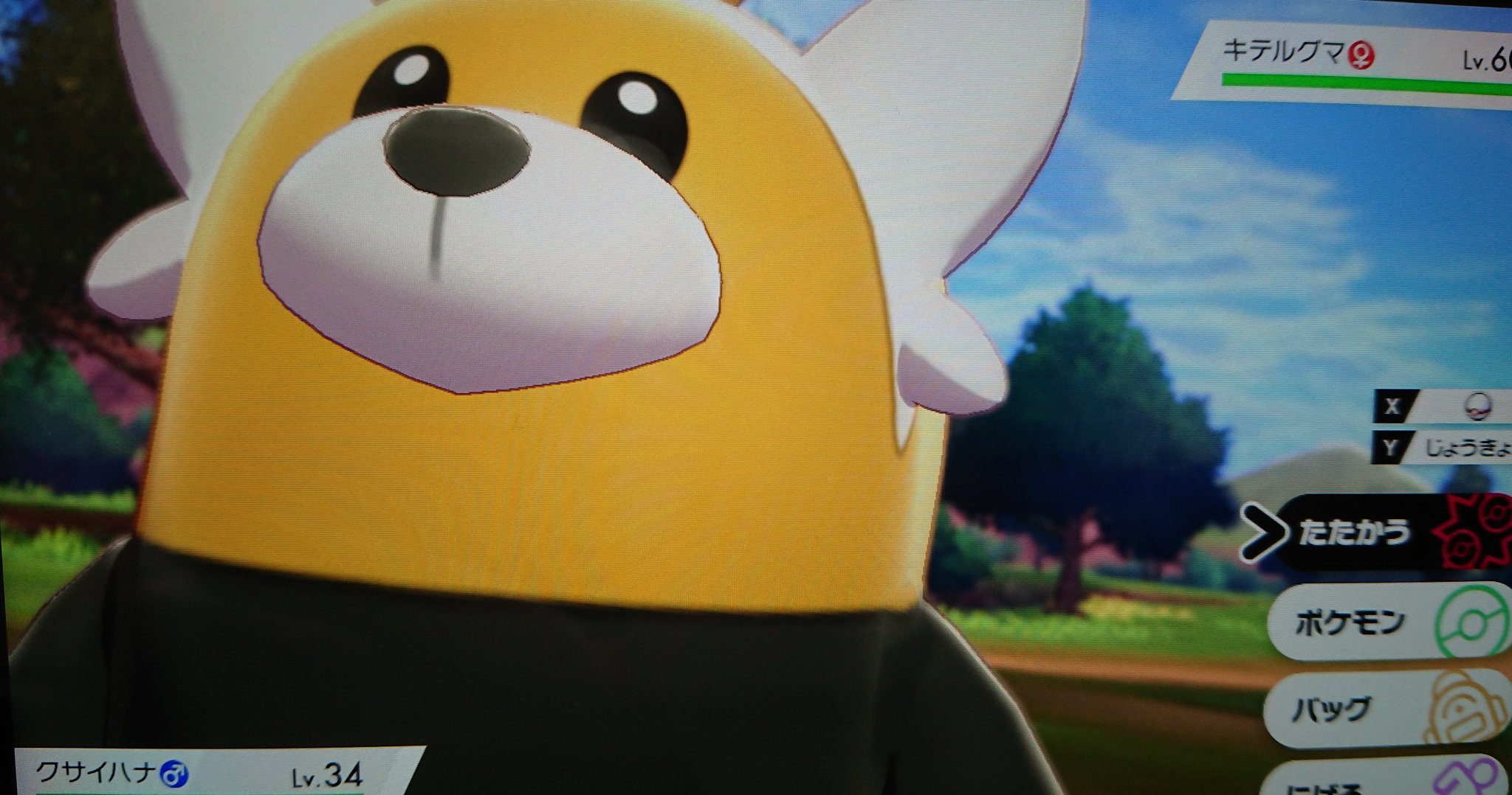 ハガネール育て屋さん 今日も朝から色イワーク捜し イワークに56匹遭遇したところで キテルグマの色違いに出会う 申し訳ないが お前やないんや 色イワークはよ ポケモン剣盾 色違い キテルグマ T Co L9vmh2ck8e Twitter