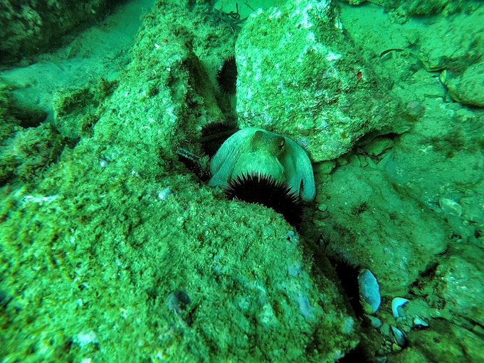 Y por estos animalitos tan confiados  amo mi trabajo #anemona #octopus #diving #Mediterranean https://t<a href="/tag/diving"class="tags"><span>#diving</span></a><a href="/tag/mediterranean"class="tags"><span>#mediterranean</span></a><a href="/tag/octopus"class="tags"><span>#octopus</span></a><a href="/tag/anemona"class="tags"><span>#anemona</span></a>