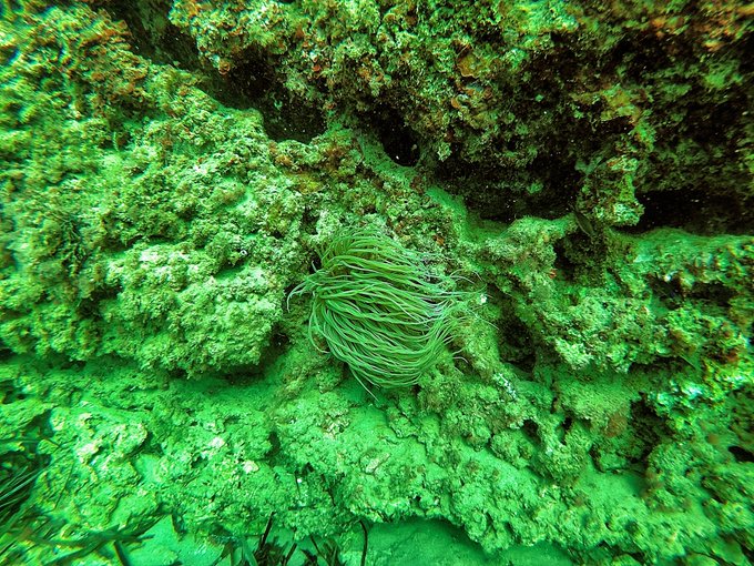 Y por estos animalitos tan confiados  amo mi trabajo #anemona #octopus #diving #Mediterranean https://t<a href="/tag/diving"class="tags"><span>#diving</span></a><a href="/tag/mediterranean"class="tags"><span>#mediterranean</span></a><a href="/tag/octopus"class="tags"><span>#octopus</span></a><a href="/tag/anemona"class="tags"><span>#anemona</span></a>