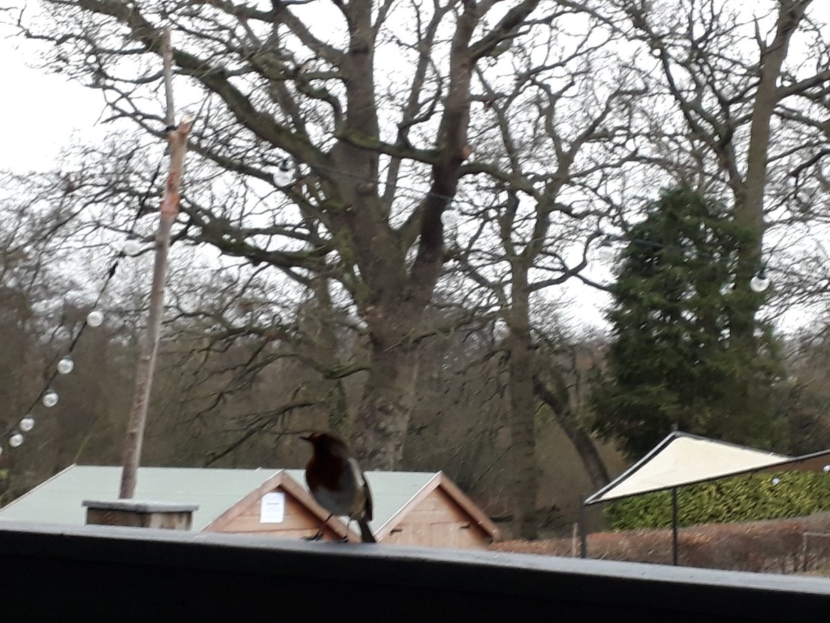 CorrinTulk's tweet photo. Daily walks @fairhavengarden research for #solo 25 Feb #wintergallery #trees #woodland #penandinks https://t.co/eOLylDHEP9