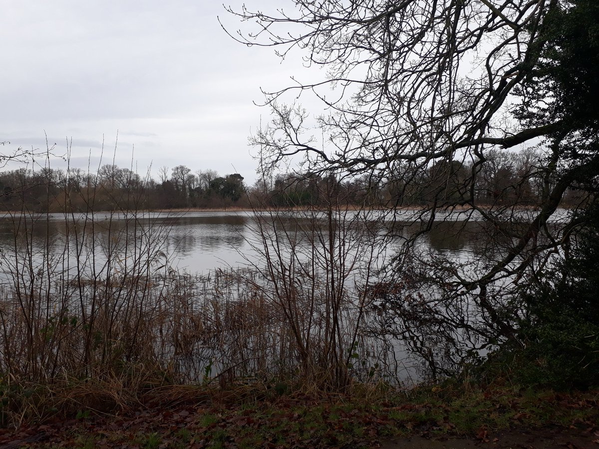 CorrinTulk's tweet photo. Daily walks @fairhavengarden research for #solo 25 Feb #wintergallery #trees #woodland #penandinks https://t.co/eOLylDHEP9