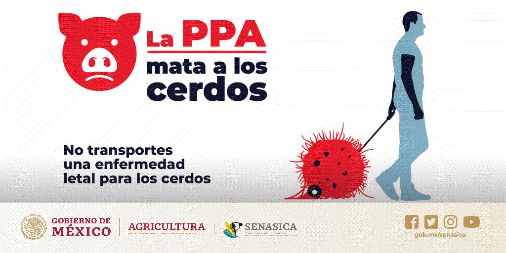 SENASICA's tweet photo. No permitas que la Peste Porcina Africana entre a México, si regresas al país después de cazar o trabajar en granjas ¡ojo! Puedes ser la vía para transportar el virus.
¡Ayúdanos! a proteger la porcicultura de México.
Infórmate en https://t.co/LYK70C7qu5 https://t.co/fmaALLE2hy