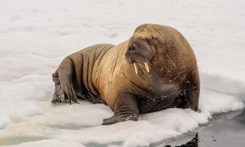 Моржи в тундре. Морж (Odobenus rosmarus). Лаптевский морж. Морж в арктической пустыне. Семейства: Моржовые (Odobenidae);.