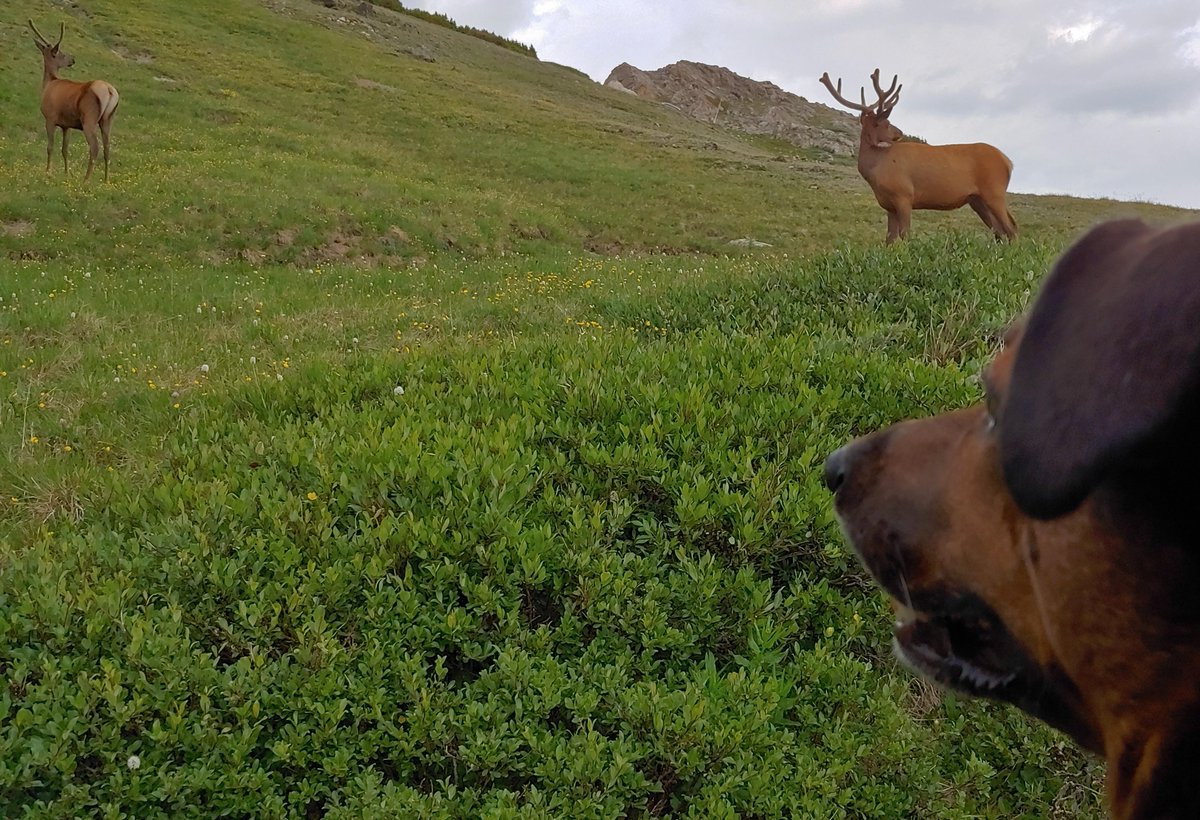 DogSolutions's tweet image. strange deg is large?