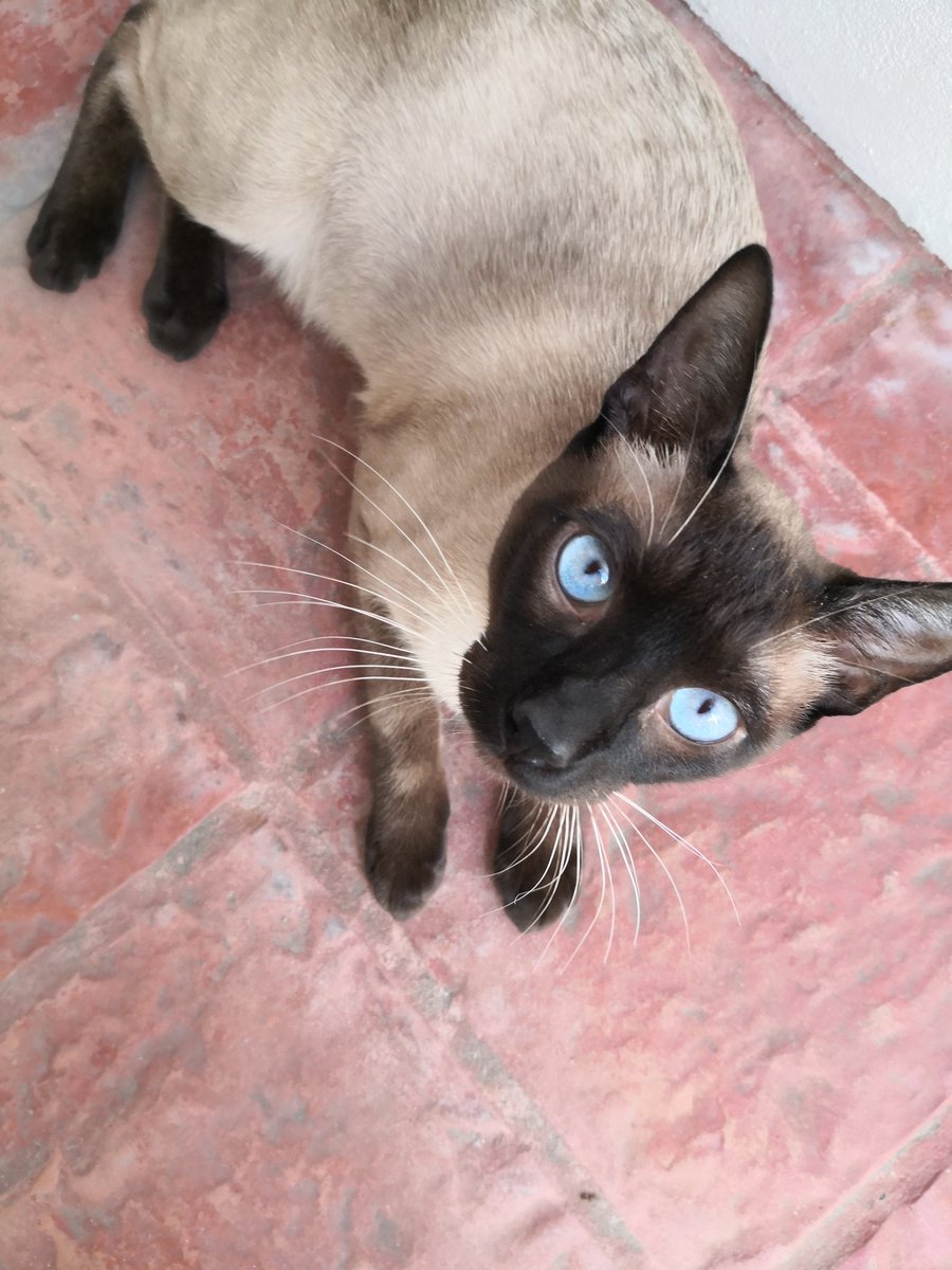 FlorFlorji's tweet photo. Estoy desolada 💔, el lunes d madrugada mi gatito escapó tras otro gato x los techos. Toqué timbres y puertas, hablé con vecinos, kioskeros, porteros, doy vueltas a la manzana (y otras cuadras) desde entonces, aterrada x los cuetes y la lluvia. Nadie lo vio. Haciendo cartelitos😞 https://t.co/nt1PwNXEOi