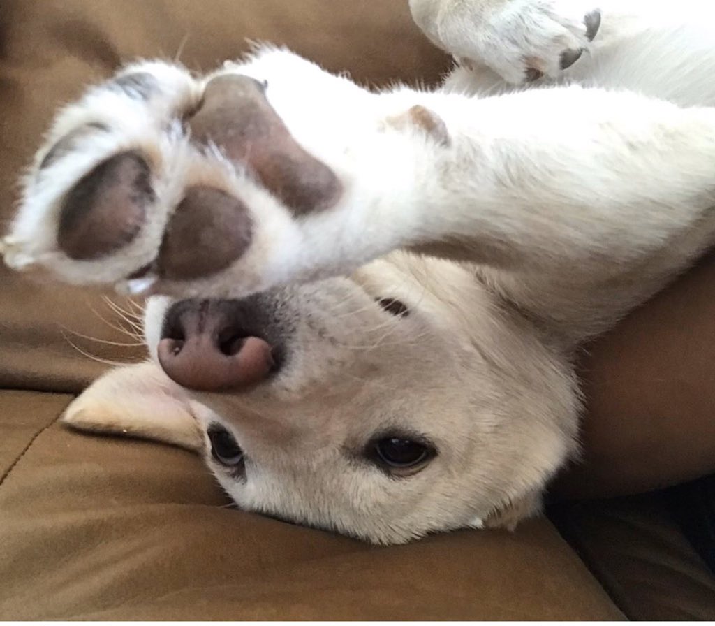 Meet Jade our newest cover dog! Follow @jadethejindo on Insta!