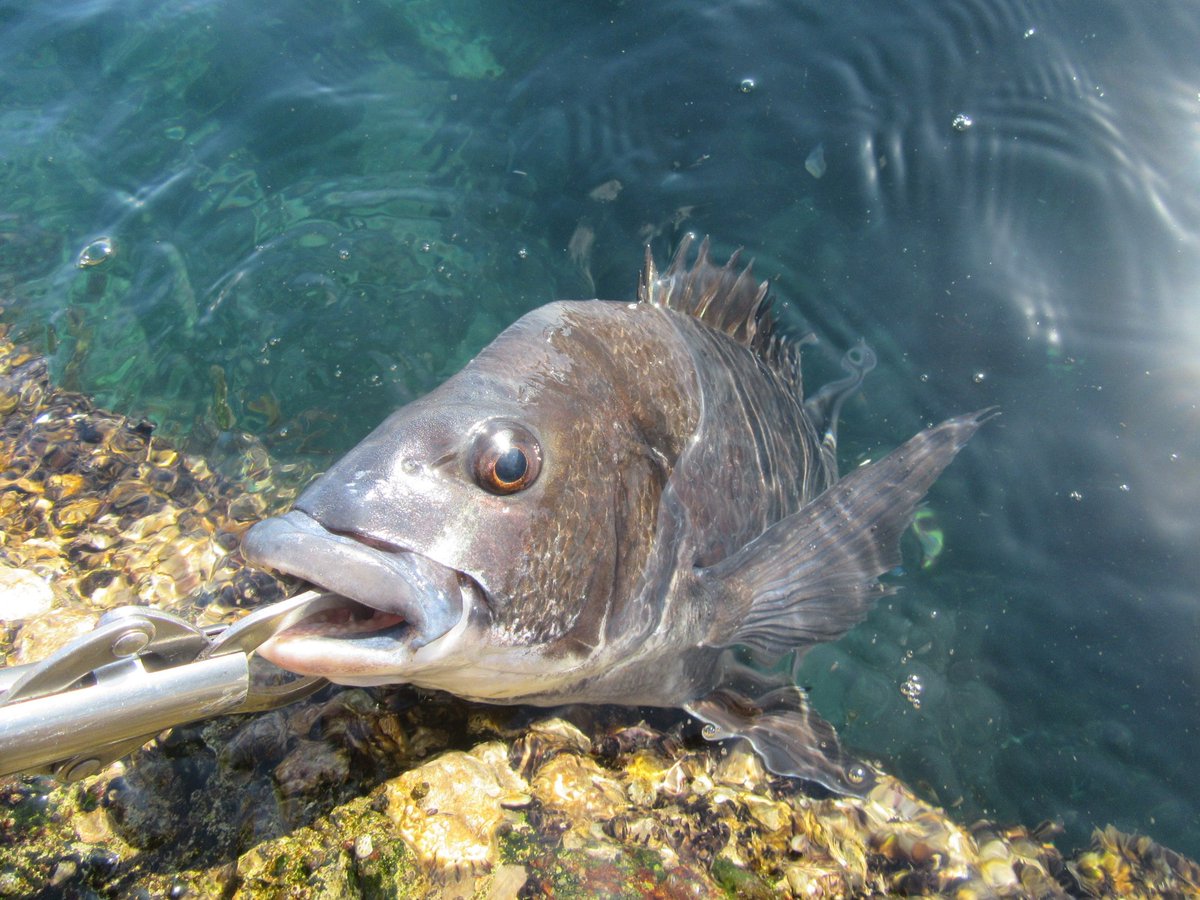 ベイトフィネス