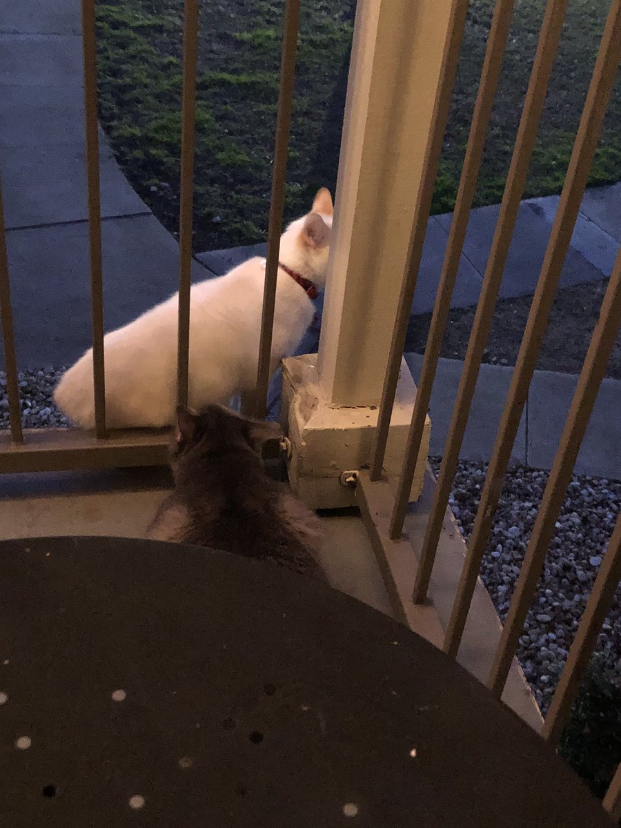 CatQueenEliza's tweet photo. Tori: I can feel the wind on my face!

Eliza: Long. Live. The. Queen. 

@Torithecryptid: *comes back inside the fence* https://t.co/pKm5TRvMrV