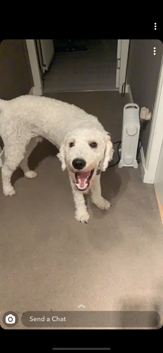 BrodieTForbes's tweet photo. @dakotaz This is hamish 10/10 good boy https://t.co/K59wkPmqC8