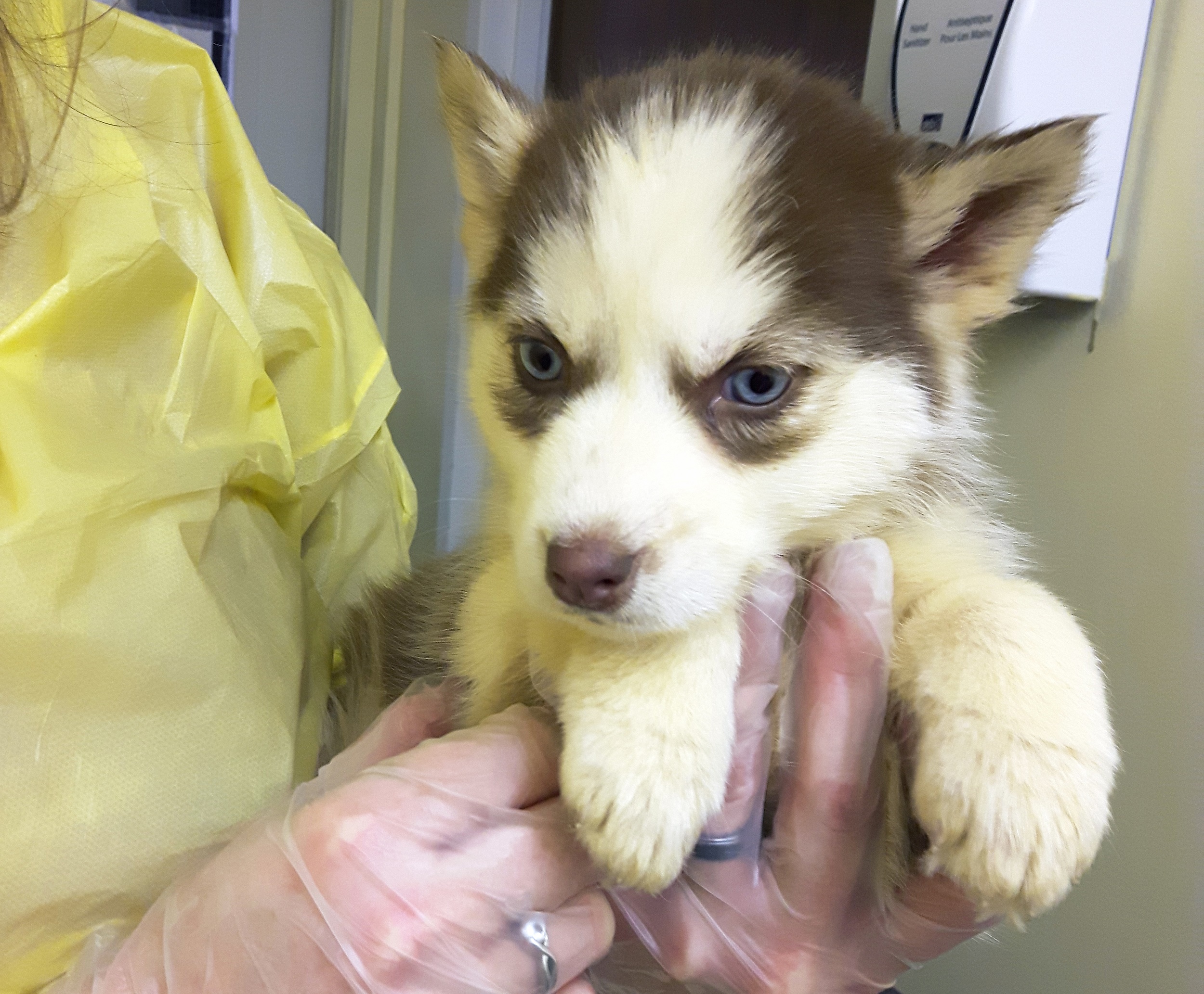 Sandy Yates K9perspective Twitter