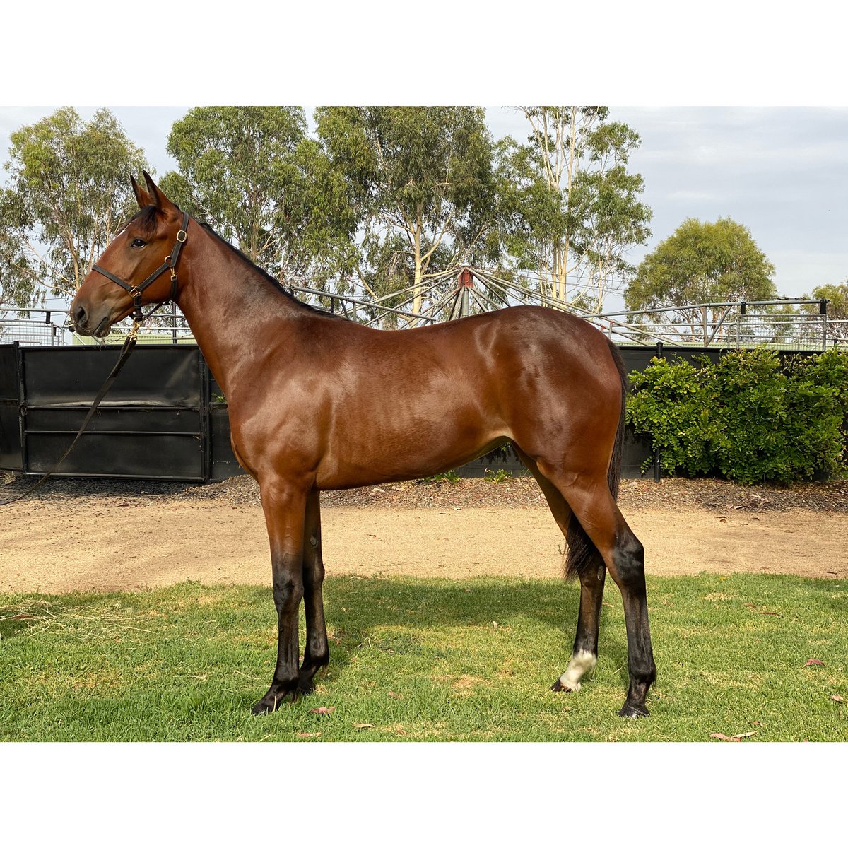 BenstudS's tweet photo. 2019/20 Yearling Sales π¦
Melbourne @AustPacingGold
Almihata / Sweet Lou - filly https://t.co/acIae1HuLl