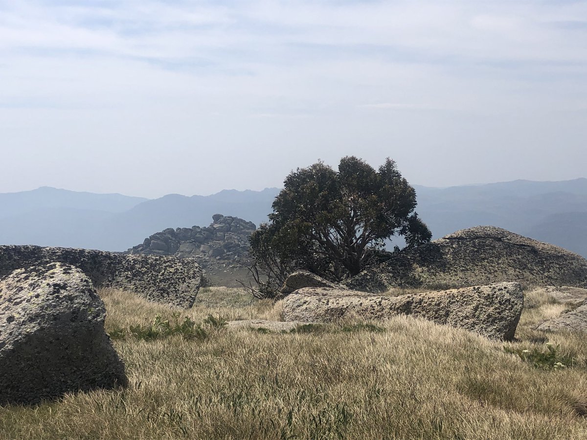 Back on the  #AAWT trail and I reckon this beautiful isolated windswept snowgum might be Australia’s highest tree. GPS ping logged it at 2090m. Normal tree line around here is about 1850-1950. It was ABOVE the snow patch.