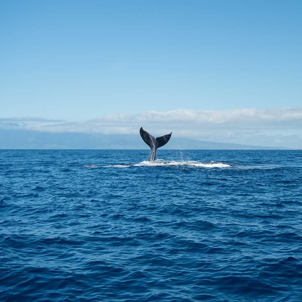 Sail with the Whales - Lahaina - sailmaui.com/tour/sail-with…