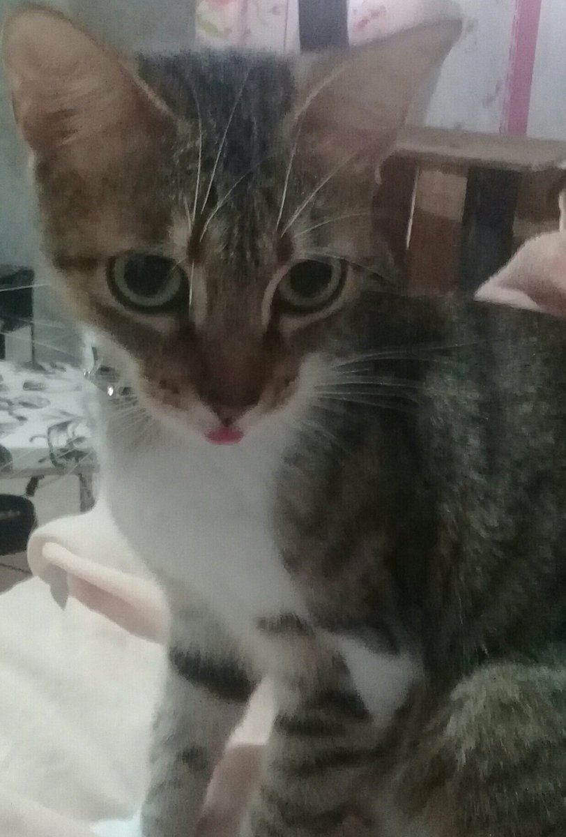 FancyBoris's tweet photo. Blep https://t.co/RBfmTZmnkJ