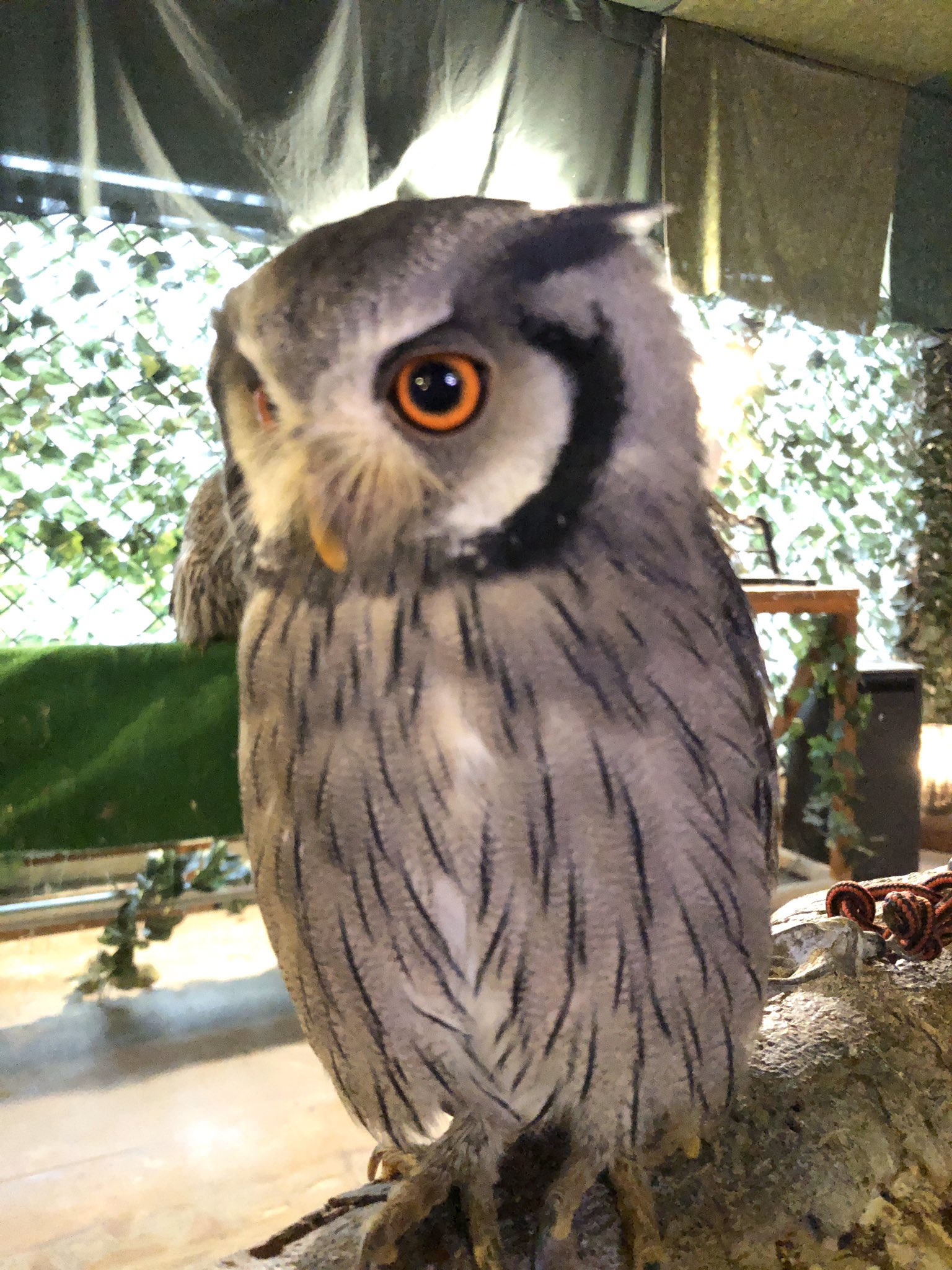 公式 ふくろうの楽園 はいさーい 更新少し空きました 申し訳ない ふくろうの楽園です 本日はアフリカオオコノハズクのこだまです 警戒すると細くなるこの種類ですが こやつはいつもどっしり構えております W ﾌﾝｽｯ 沖縄 那覇