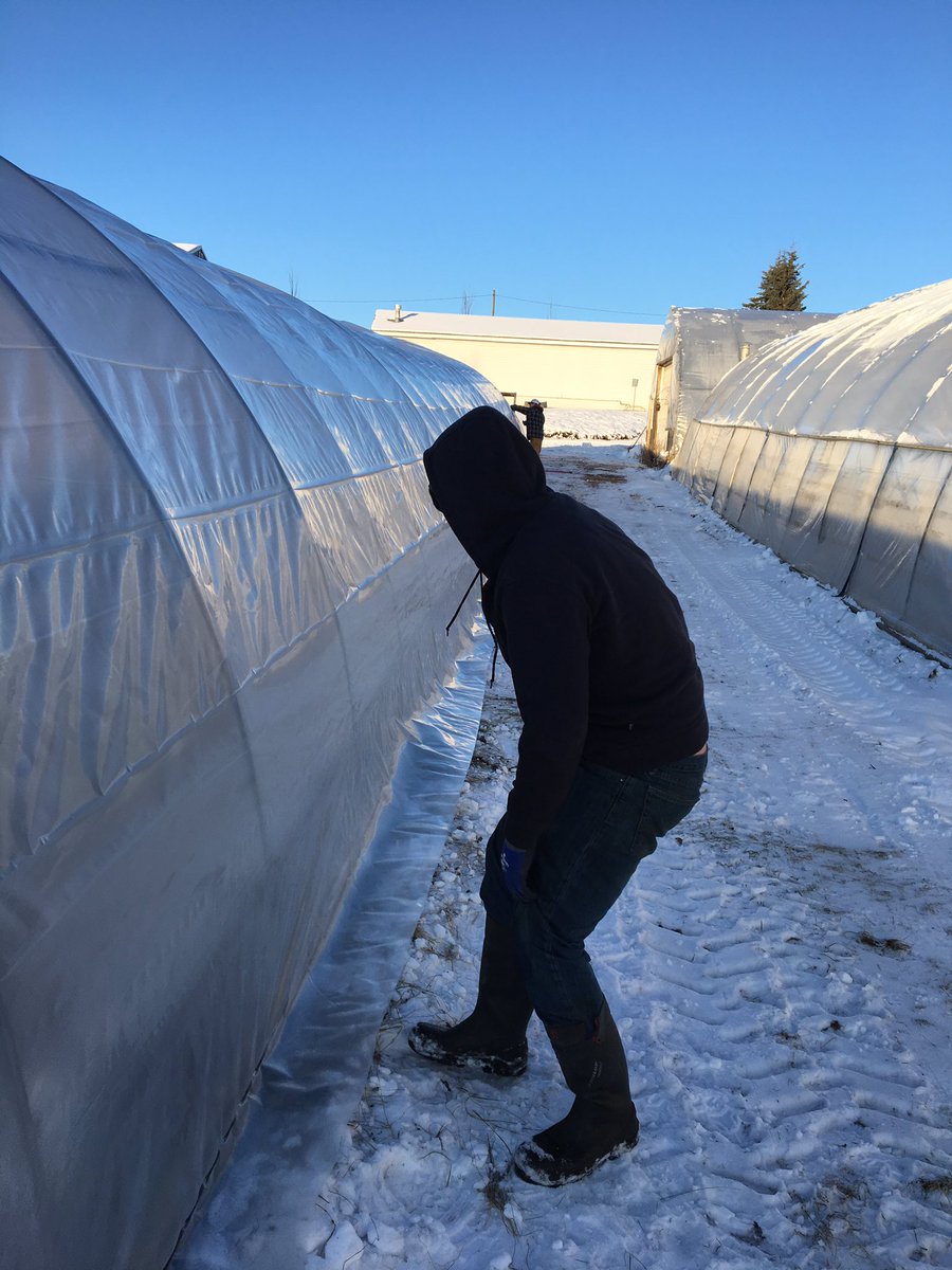 erdmannsgardens's tweet image. Beautiful day to start replacing greenhouse poly. A good crew makes all the difference. Thanks  guys. #gettingreadyfor2020 #springscoming #westlockcounty
