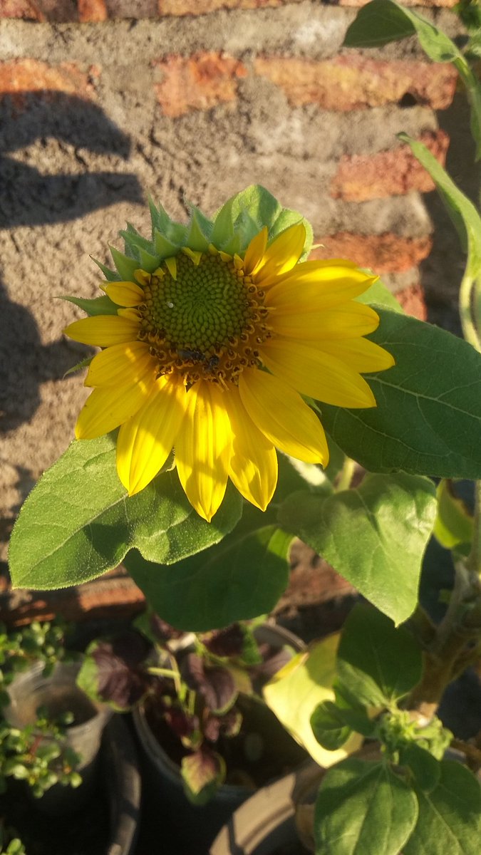 purrinana's tweet photo. ma baby sun 🌻

From this                                   To this https://t.co/Le2y8k8m6P
