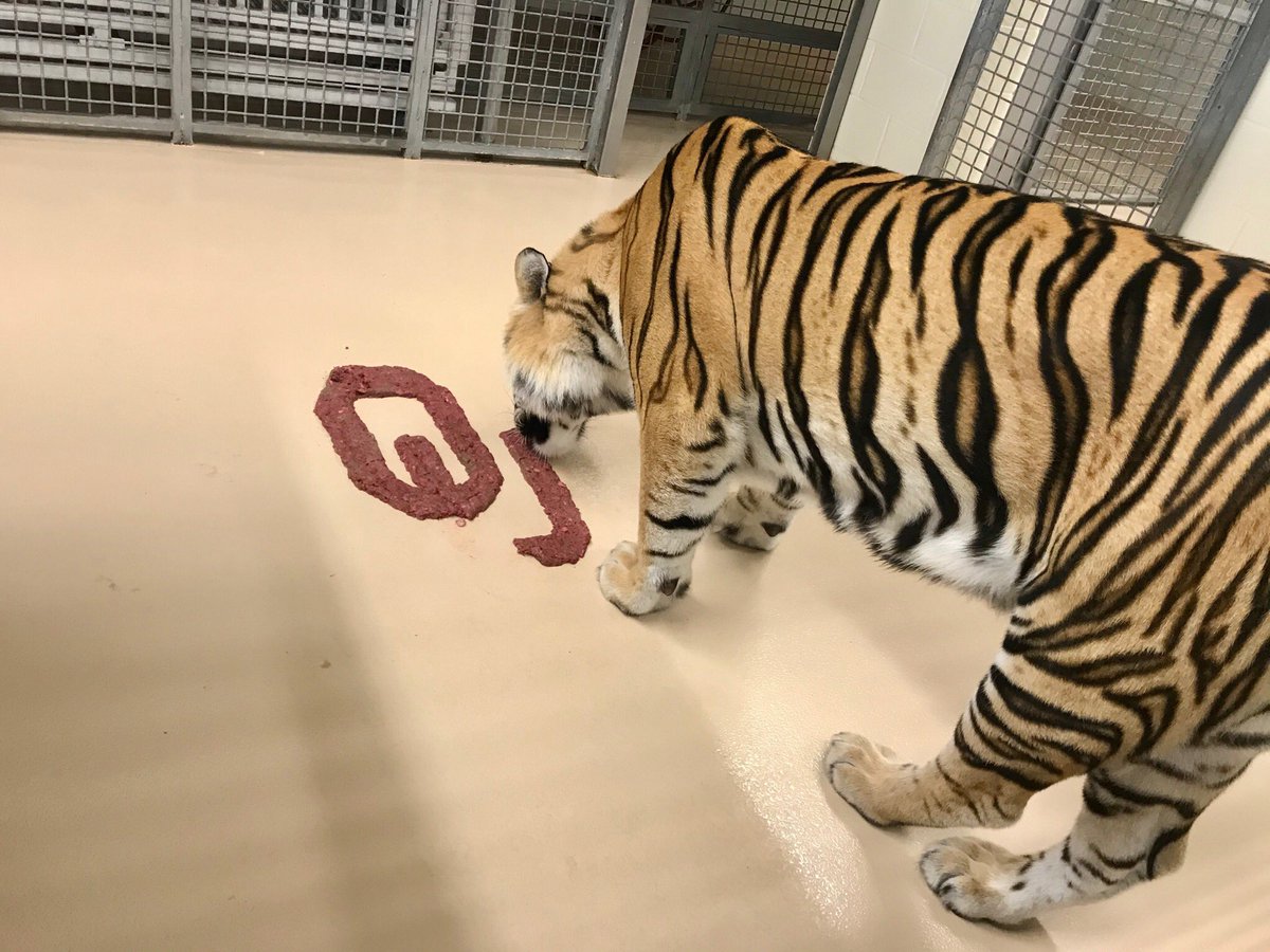 Mike VII tweet media