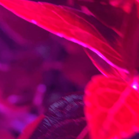 Paramore_Mex's tweet photo. Petals For Armor 🌺 https://t.co/Y0jpoEBy9N