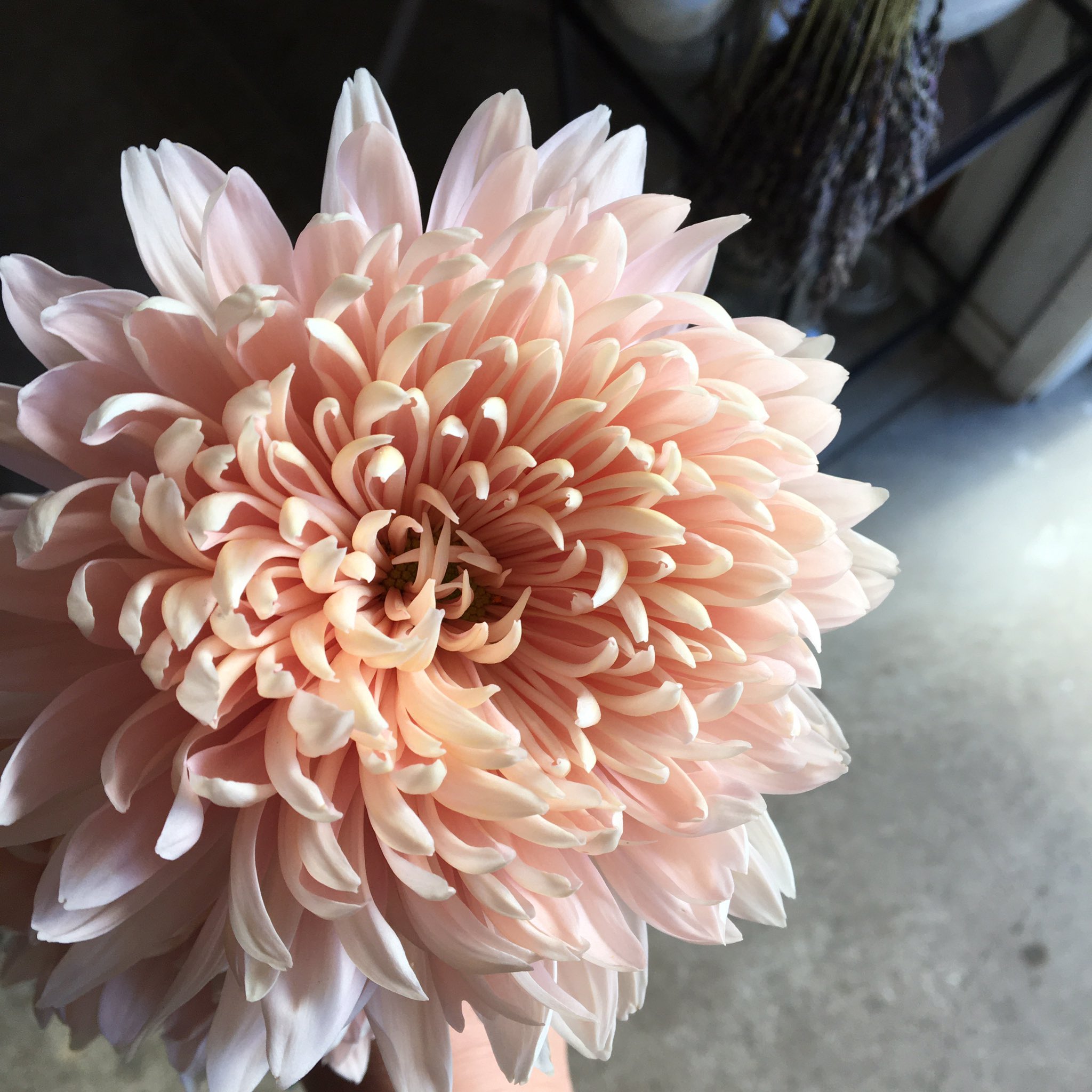 D Ici Peu 毎日ひと花 洋菊 シルキーガール T Co Se4icez6dm Twitter