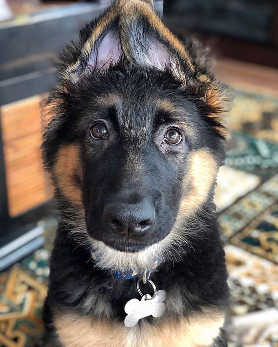 LovelyD29391792's tweet photo. Did someone say treat?!
#cutedogs #cutedoggy #cutedoggie #cutedogsig #cutedogdaily https://t.co/G0dvftOaYN