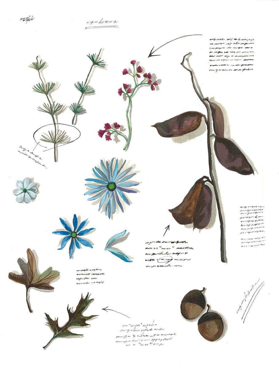 くらちなつき Illustrator 植物図鑑 Botanical イラスト Fashionillustration