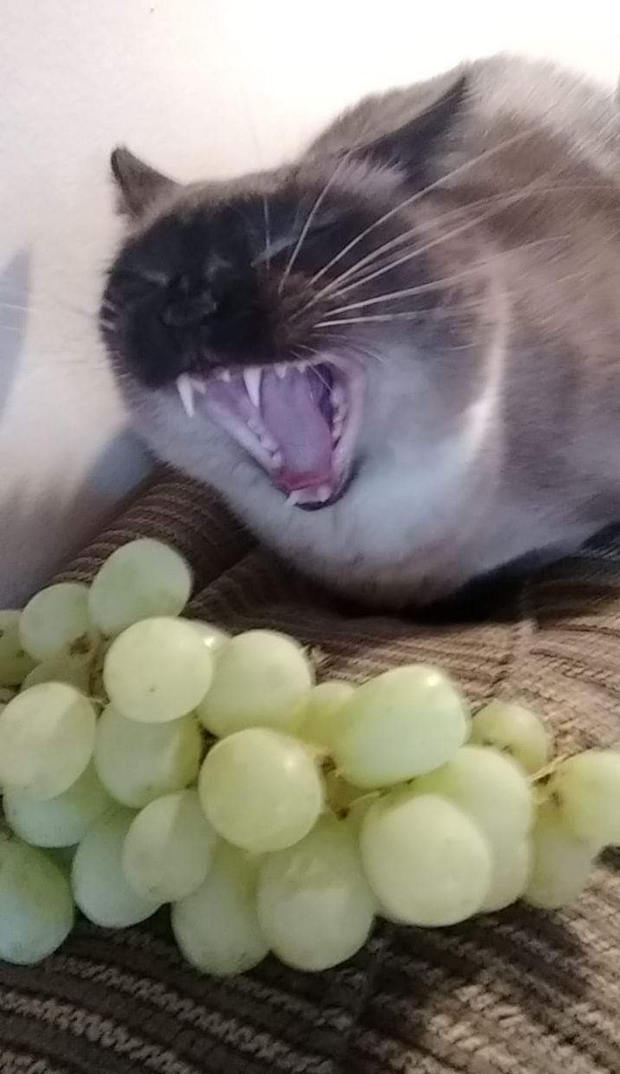 Yo frustrandome porque no puedo comerme las 12 uvas