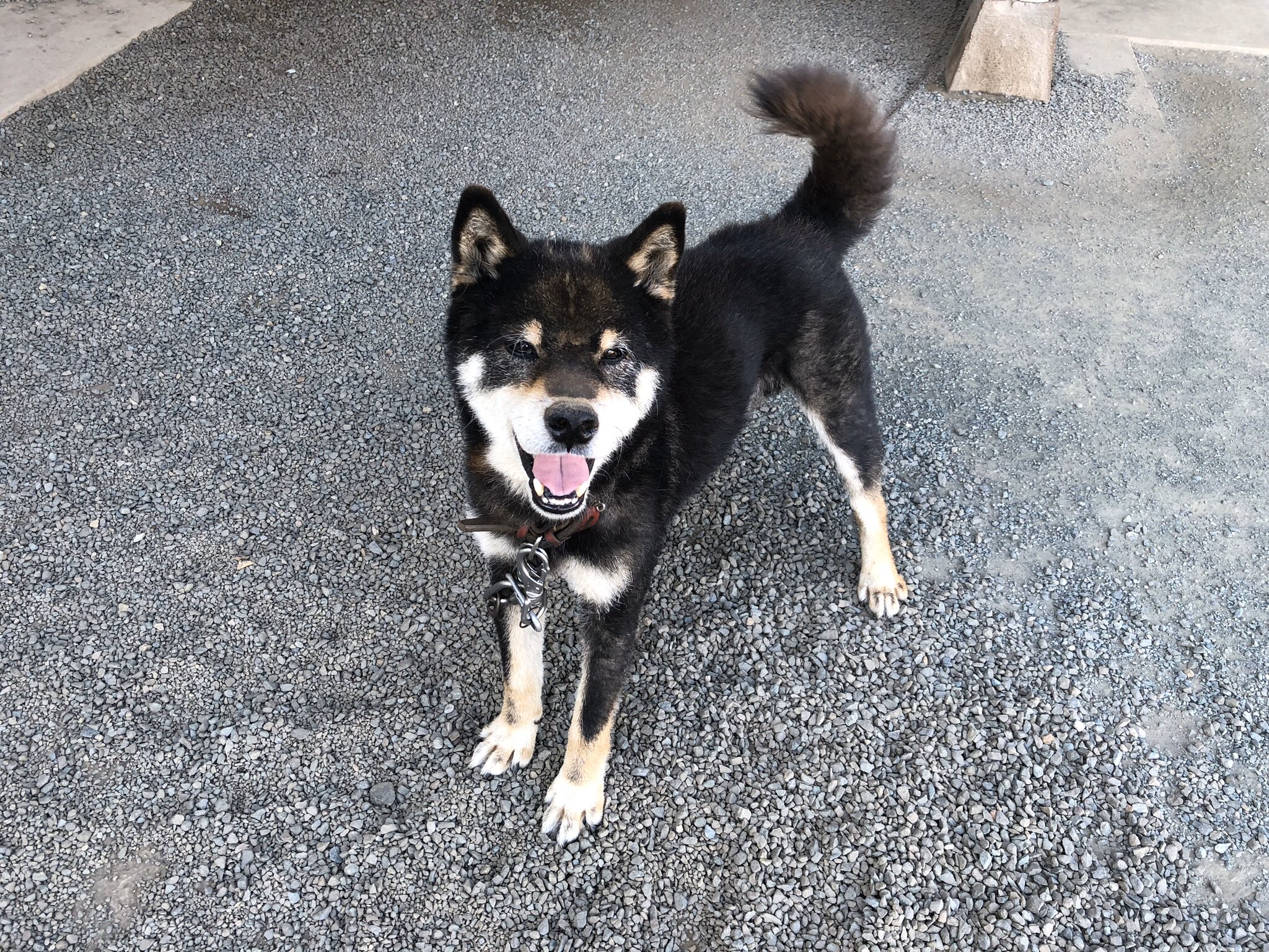 迷い犬探してます 熊本県菊池市泗水町で迷子になってます 15歳の老犬 です 目は少し白くなってます 名前はむさしですがいつも むーちん と呼んでいるので むーちんでしか振り向きません 知らない人にも寄っていきますが 触ると 逃げると思います 鎖が