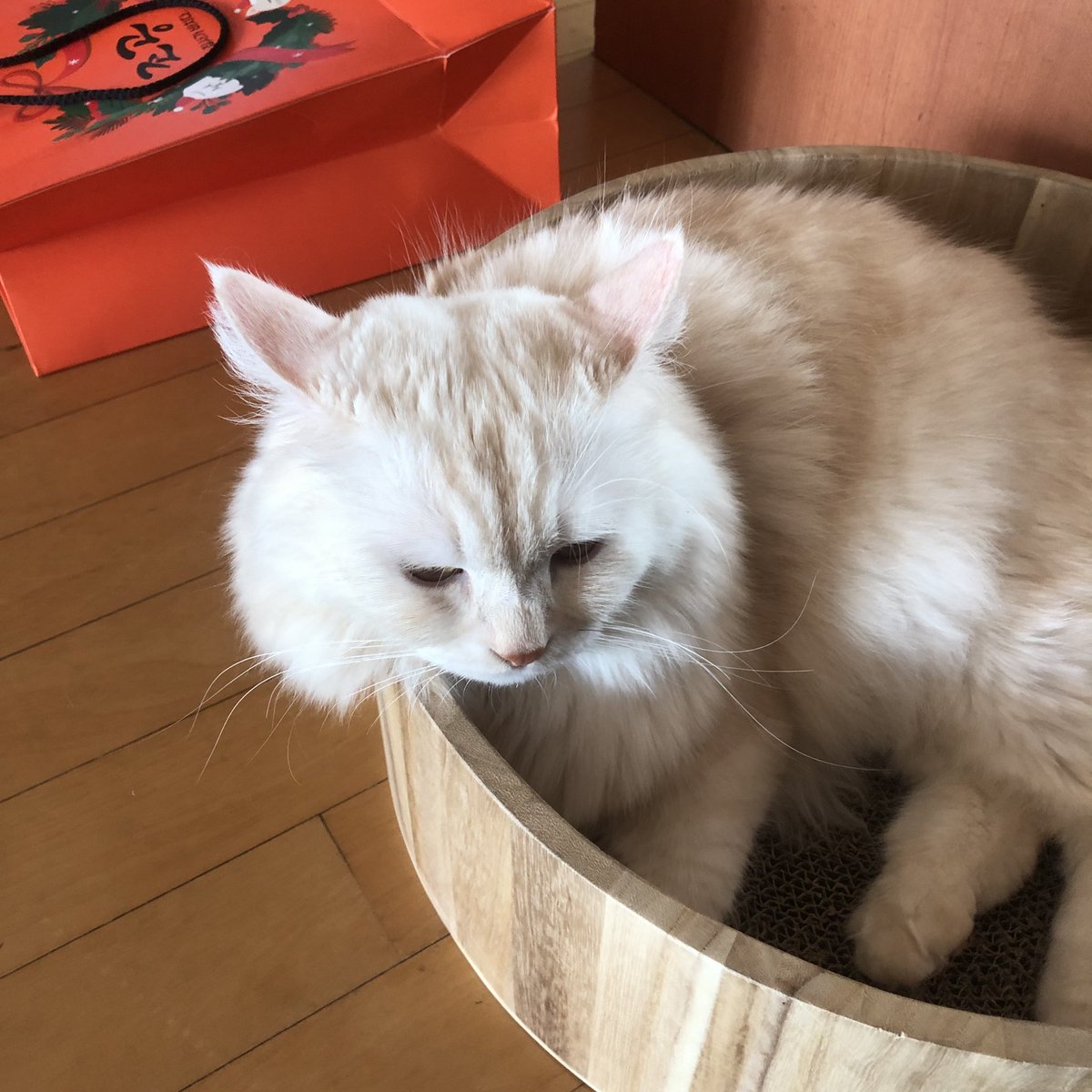 나노야 귀 날라가겠다