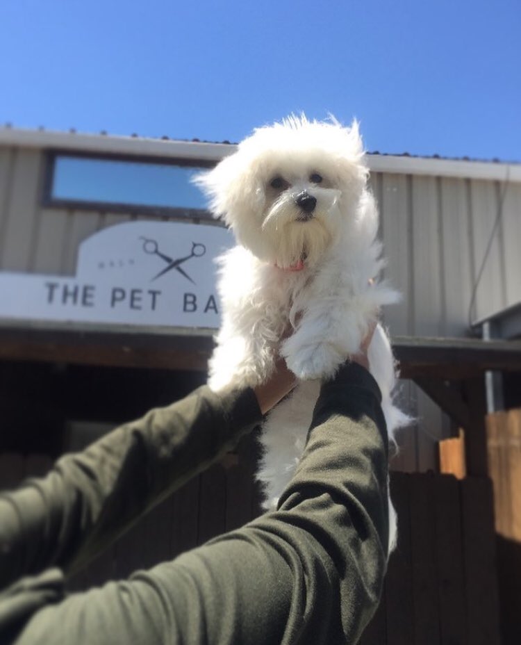 CocoMalteseDog's tweet photo. A fluffy Simba 🦁 
✨ Simba el esponjoso 😂 https://t.co/X2CjHarQWg